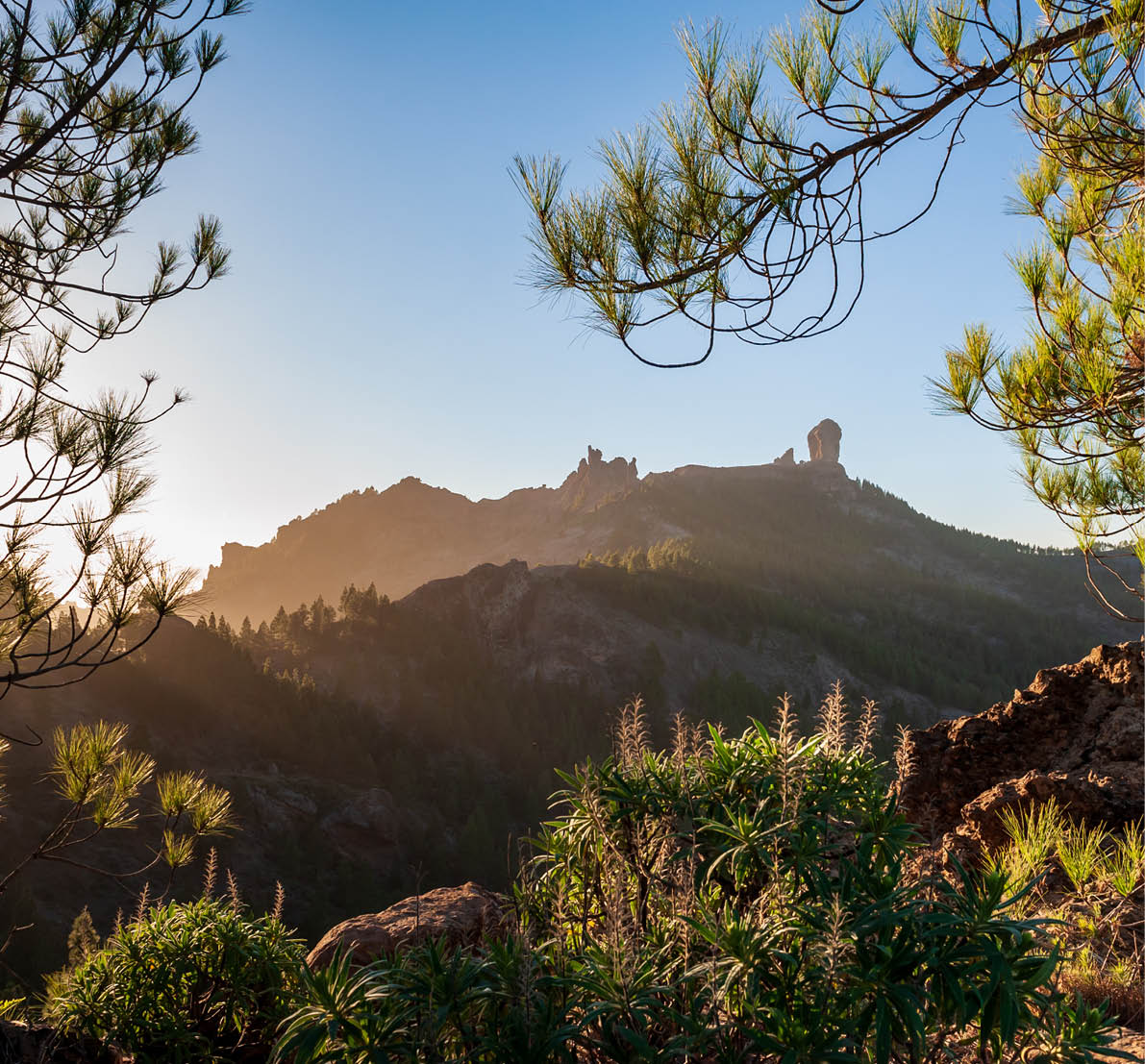 Roque Nublo, symbolic natural monument of Gran Canaria, Canary Islands in backlight sunset evening light lined with pine trees. Emblematic volcanic rock formations in mountains of Gran Canaria Spain.