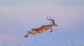 Jumping Impala in Africa