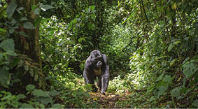 Dominant male mountain gorilla in rainforest  Uganda  Bwindi Impenetrable Forest National Park  An excellent illustration 