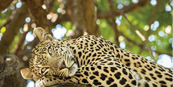 Leopard rests in tree