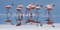 Flamingos on the lake  Kenya  Africa  Nakuru National Park  Lake Bogoria National Reserve  An excellent illustration 