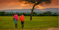 African Masai Warriors at Sunrise with Acacia Tree