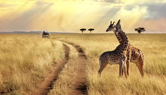 Group of giraffes in the Serengeti National Park on a sunset background with rays of sunlight  African safari 