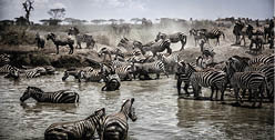 Herd of Zebra crossing river in the Serengeti, Tanzania 