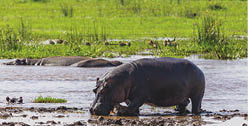 Hippopotamus  Lake Manyara National Reserve Tanzania 