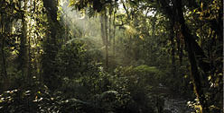Sunrays Breaking through the Leaves of Bwindi Impenterable National Park, Uganda