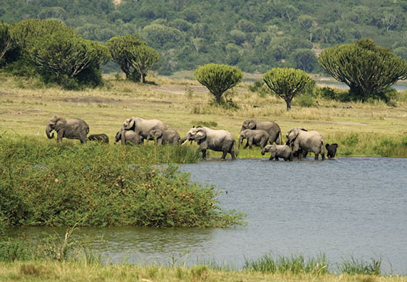 A family group of African Elephants have been down to the water to drink at mid-day and are now leaving to find more food Photographed in the Queen Elizabeth National Park in Uganda 