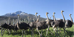 Ostriches on a Karoo farm with the Swartberg in the background 