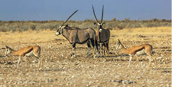 Gemsboks and springboks in Ethosa National Park, dry season, Namibia, Africa 