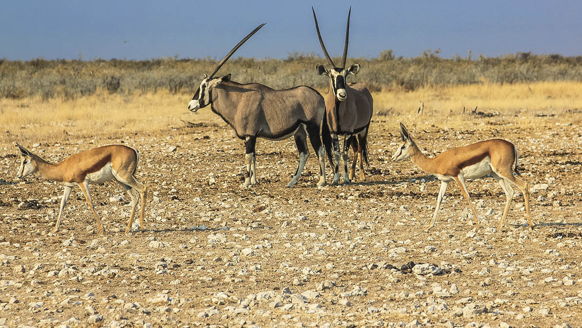 Gemsboks and springboks in Ethosa National Park, dry season, Namibia, Africa 