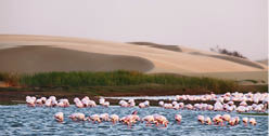 Photo of a flamingo colony in Walvis Bay in Namíbia 