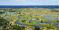 The Okavango Delta in Botswana is a very large, swampy inland delta formed where the Okavango River reaches a tectonic trough in the central part of the endorheic basin of the Kalahari 
