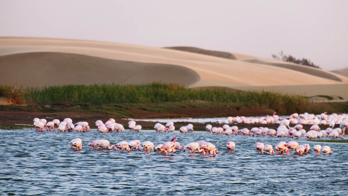 Photo of a flamingo colony in Walvis Bay in Namíbia 