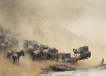 2012,Mara river, Kenya, Crossing 