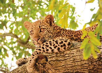 Young leopard cub laying safely high in a tree branch looking down 