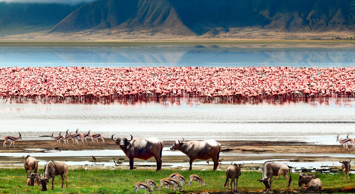 The African wildlife  Beautiful view of Lake in Ngorongoro Crater, Tanzania 