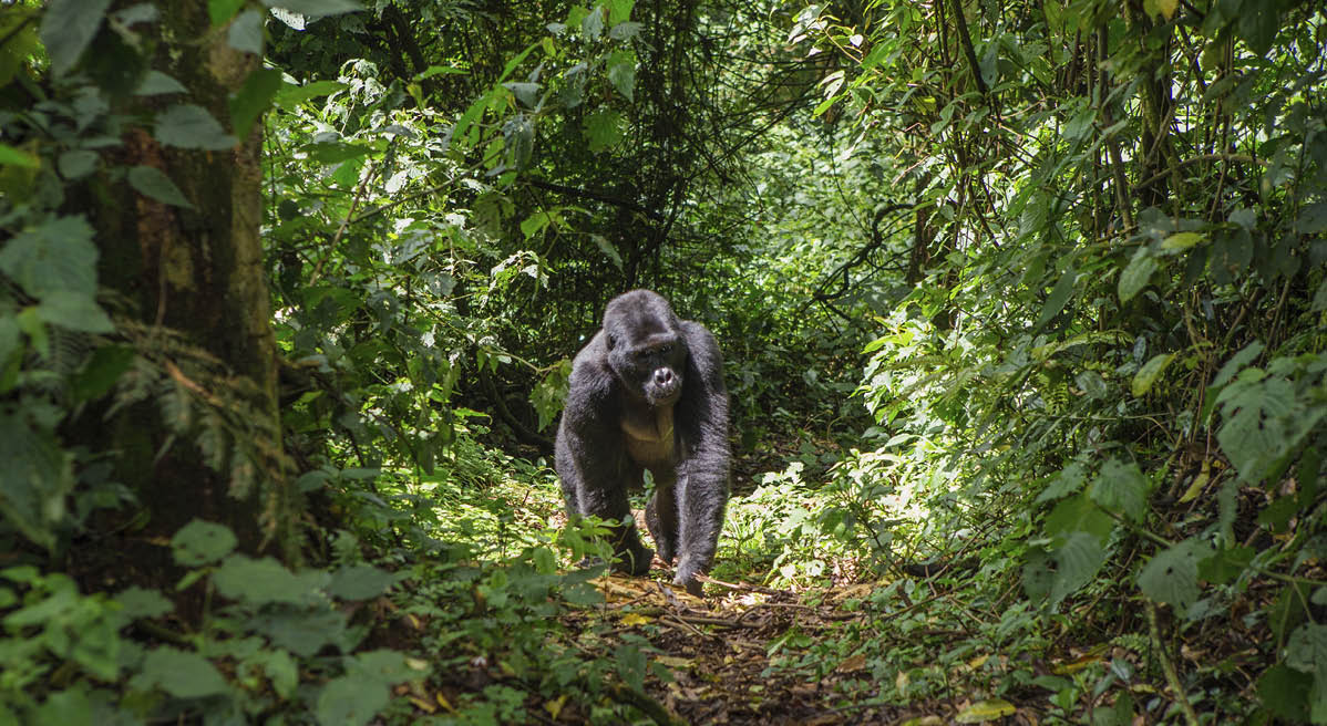 Dominant male mountain gorilla in rainforest  Uganda  Bwindi Impenetrable Forest National Park  An excellent illustration 