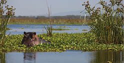 hippopotamus stares at camera while bathing in lake Naivasha, kenya