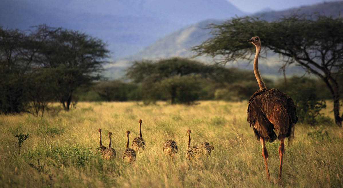 An adult ostrich with young chicks in Tsavo park  Kenya