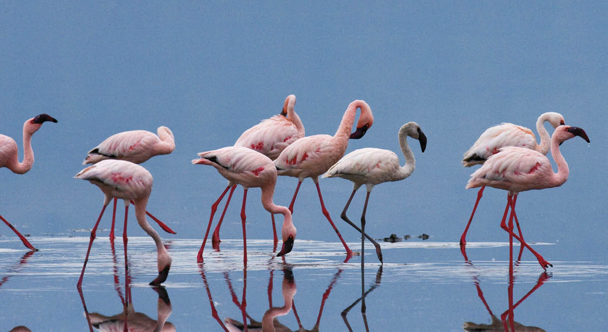Flamingos on the lake  Kenya  Africa  Nakuru National Park  Lake Bogoria National Reserve  An excellent illustration 