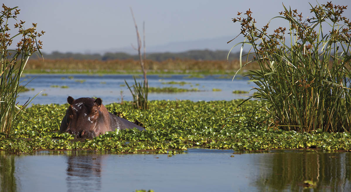 hippopotamus stares at camera while bathing in lake Naivasha, kenya