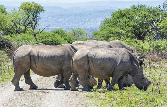 A group of White Rhinos in Southern African savanna