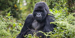 Gorilla in Volcanoes National Park sitting