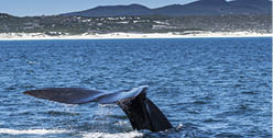 A southern right whale off the coast of Hermanus, South Africa,  flipping her tail in the air, while diving under the water 