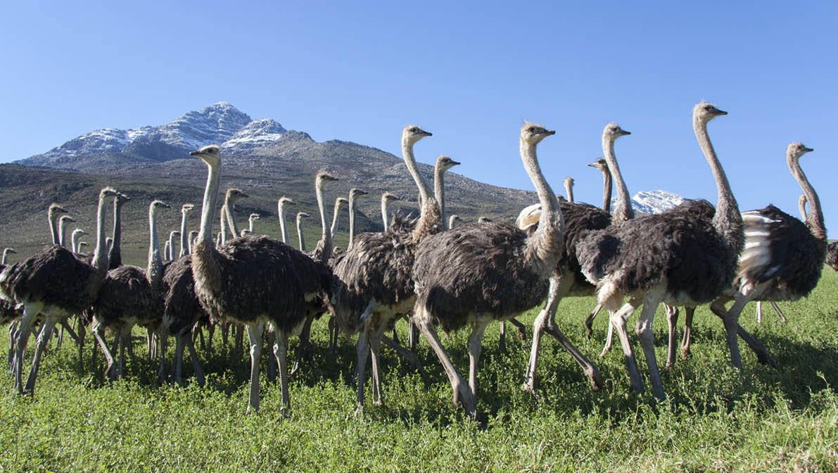 Ostriches on a Karoo farm with the Swartberg in the background 