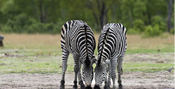 Two plains zebra (Equus quagga) in Hwange National Park, Zimbabwe 