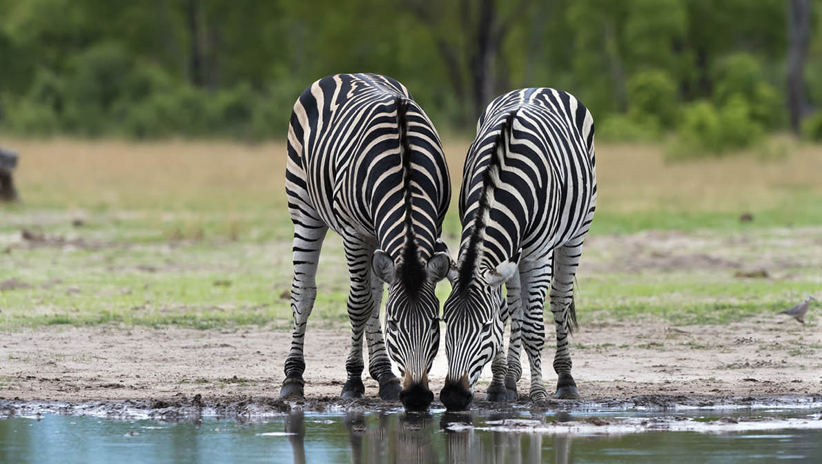 Two plains zebra (Equus quagga) in Hwange National Park, Zimbabwe 