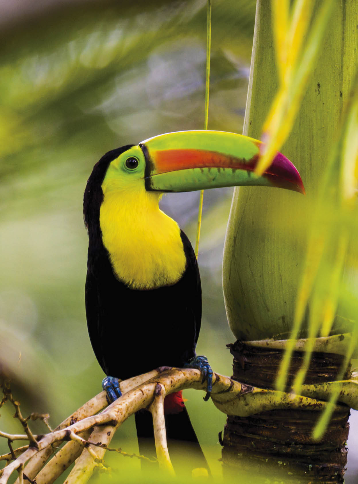 closeup of a keel billed toucan in the rain forest of Belize