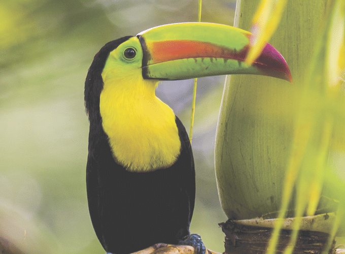 closeup of a keel billed toucan in the rain forest of Belize