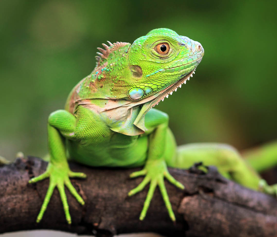 Green Iguana closeupon branch, animal closeup