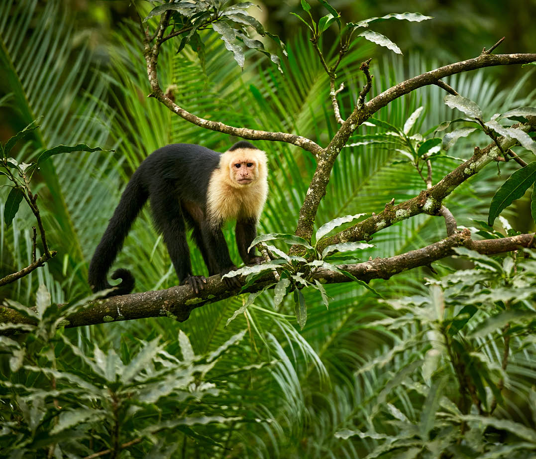 White-headed Capuchin, black monkey sitting on tree branch in the dark tropic forest  Wildlife Costa Rica 