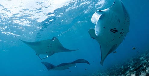 Manta ray in Indian Ocean - Maldives, North Male Atoll