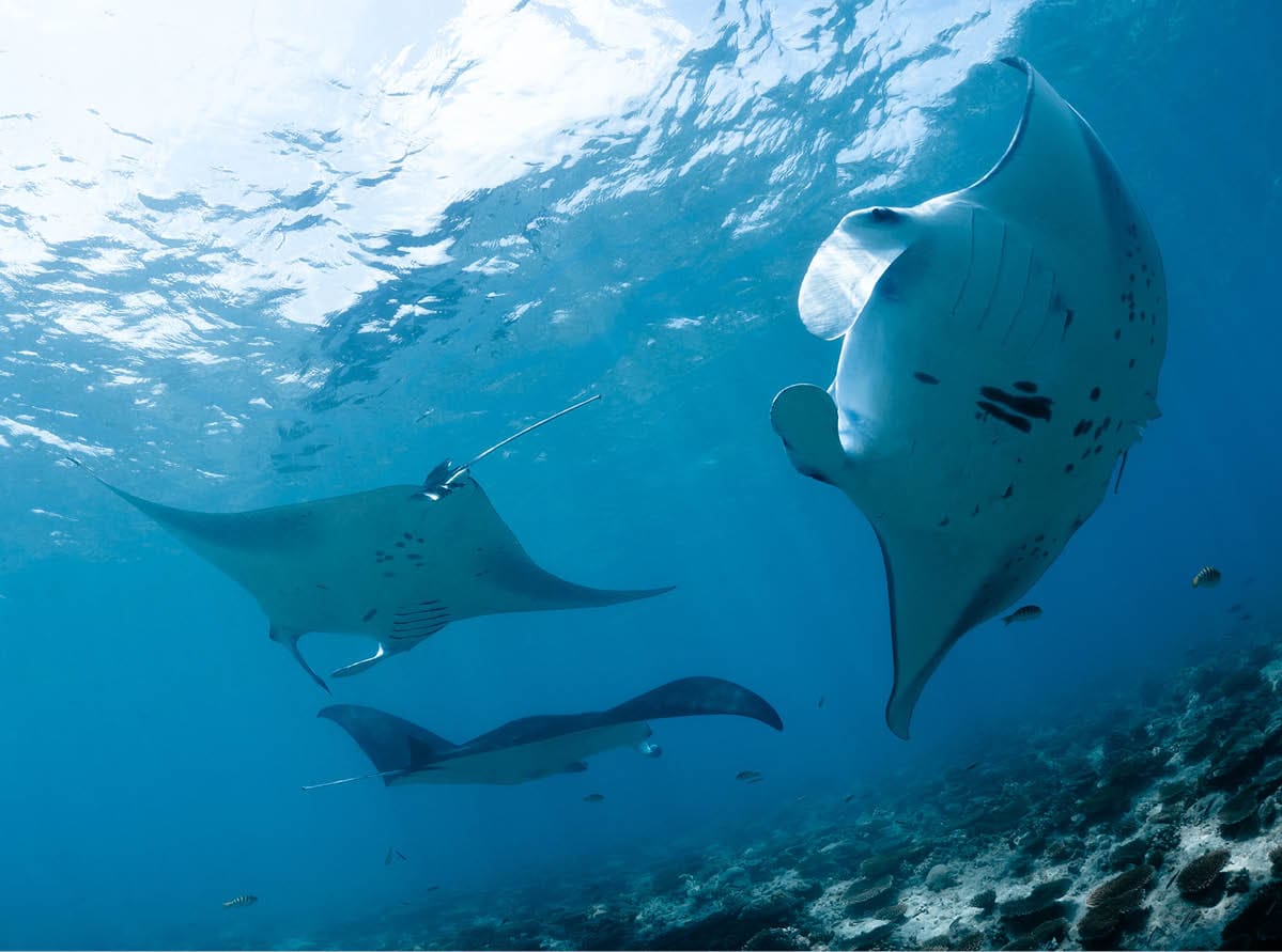 Manta ray in Indian Ocean - Maldives, North Male Atoll