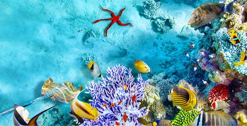 Wonderful and beautiful underwater world with corals and tropical fish 