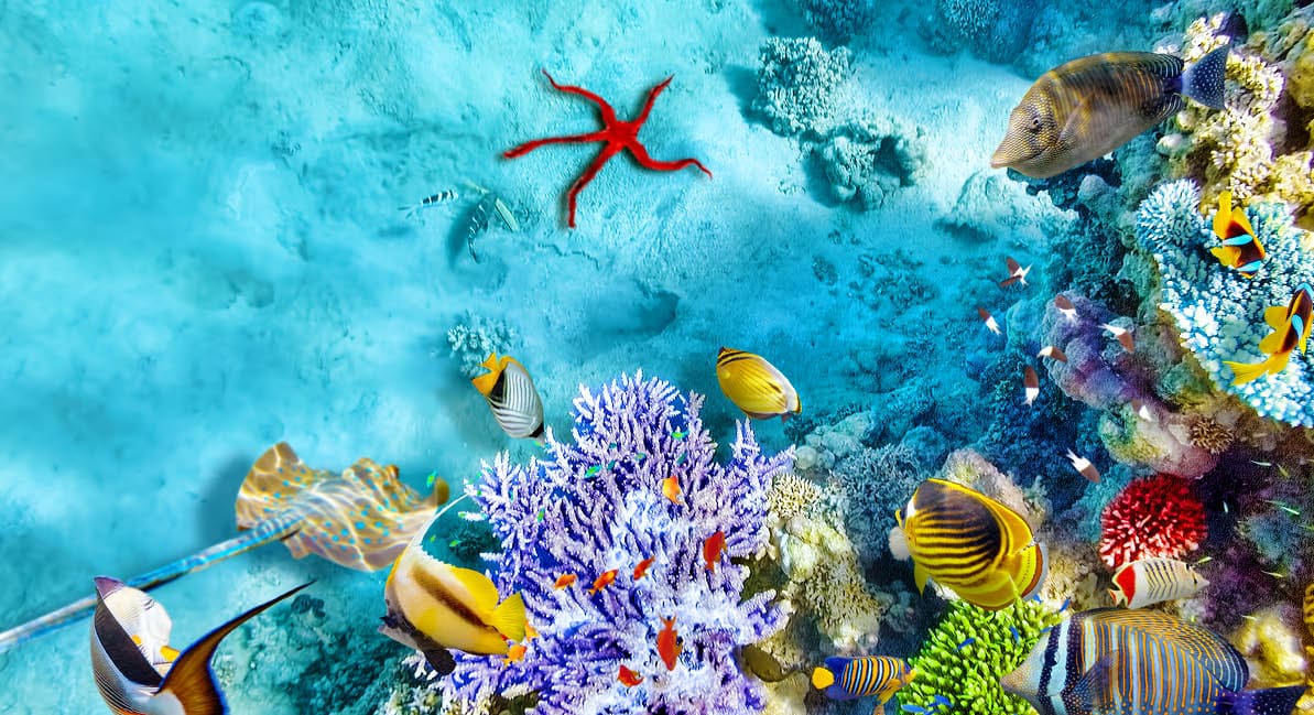 Wonderful and beautiful underwater world with corals and tropical fish 