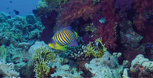 Royal angelfish, red sea, Aqaba Jordan