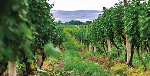 One of the vineyard in wine region of Georgia, Kakheti in raining day