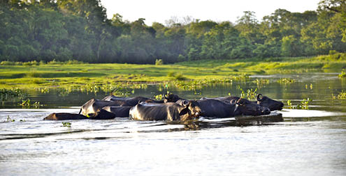 Water buffalos swimming across the river, Chitwan National Park, Nepal