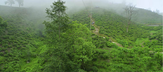 Ilam tea garden, Nepal