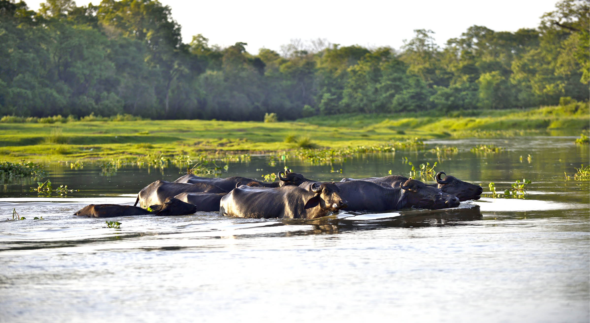 Water buffalos swimming across the river, Chitwan National Park, Nepal