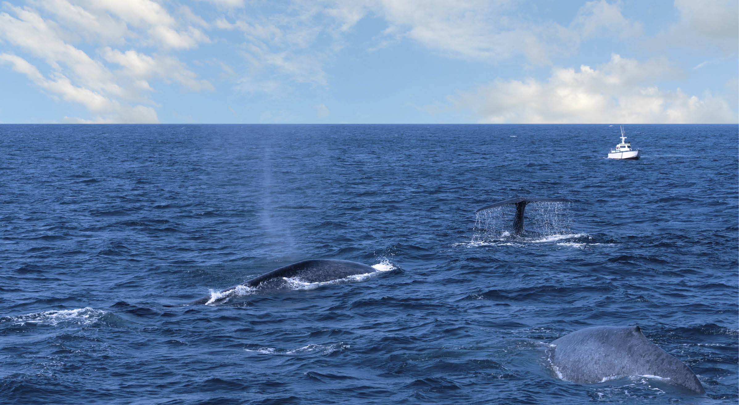 Whales sailing in the Indian ocean, Sri Lanka