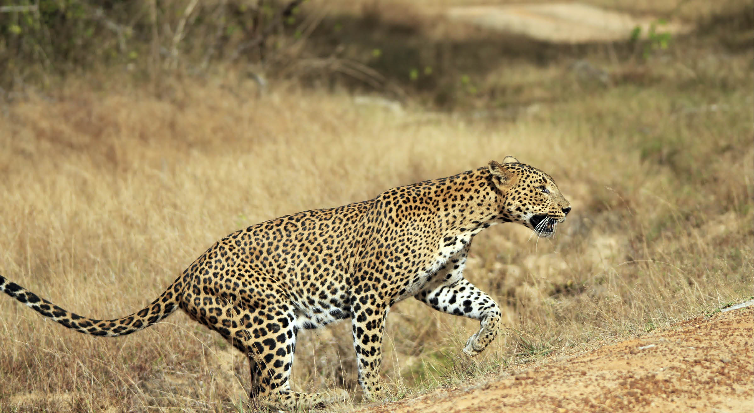 Sri Lankan Leopard (Panthera Pardus Kotiya) Walking, Yala, Sri Lanka