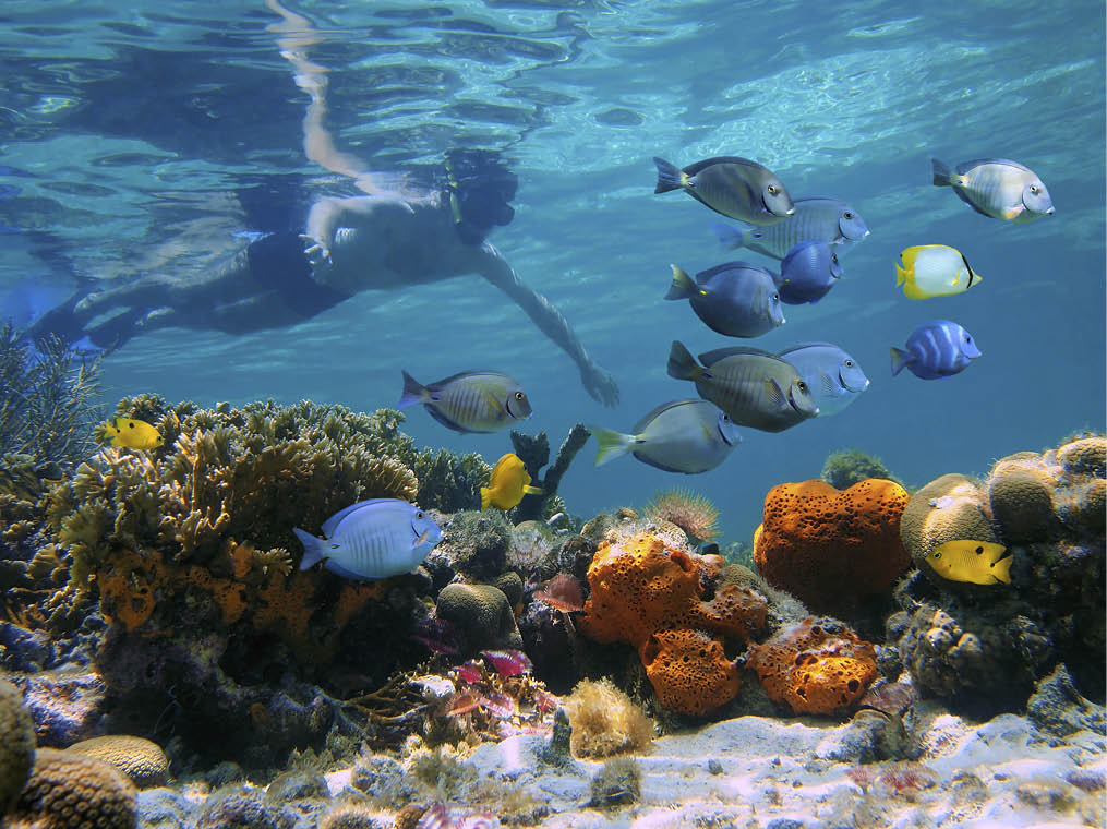 Man underwater snorkeling on a colorful coral reef with school of tropical fish
