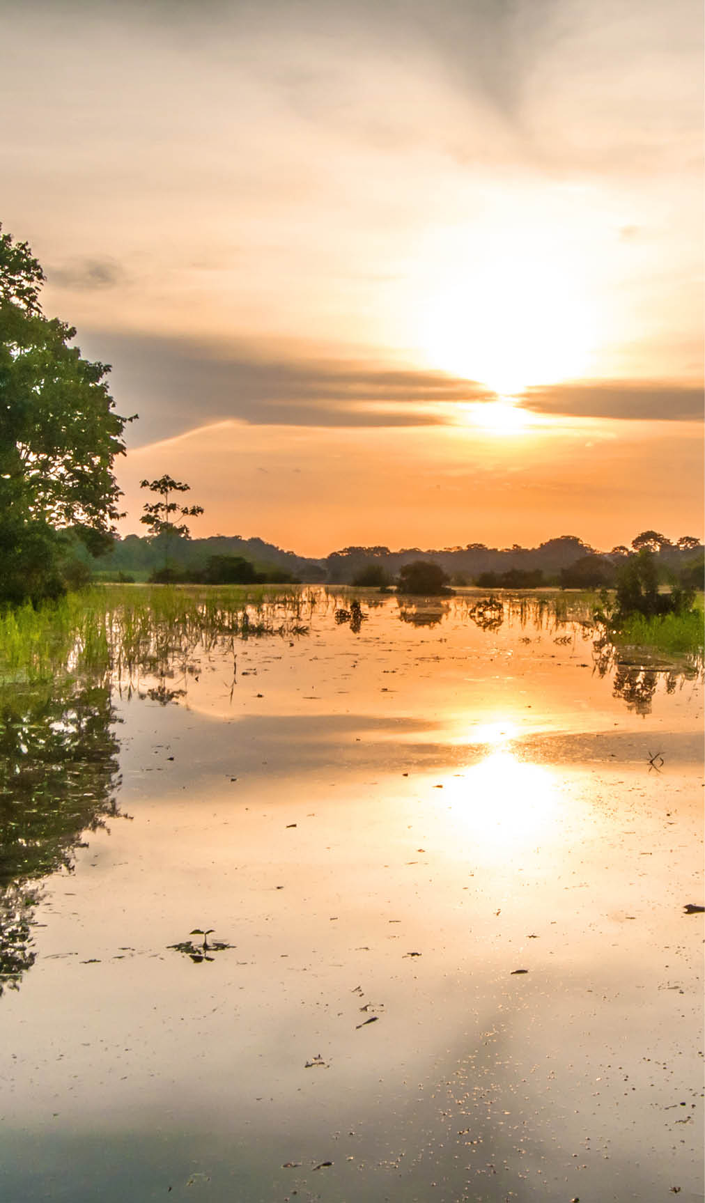 River in the Amazon Rainforest at dusk, Peru, South America 