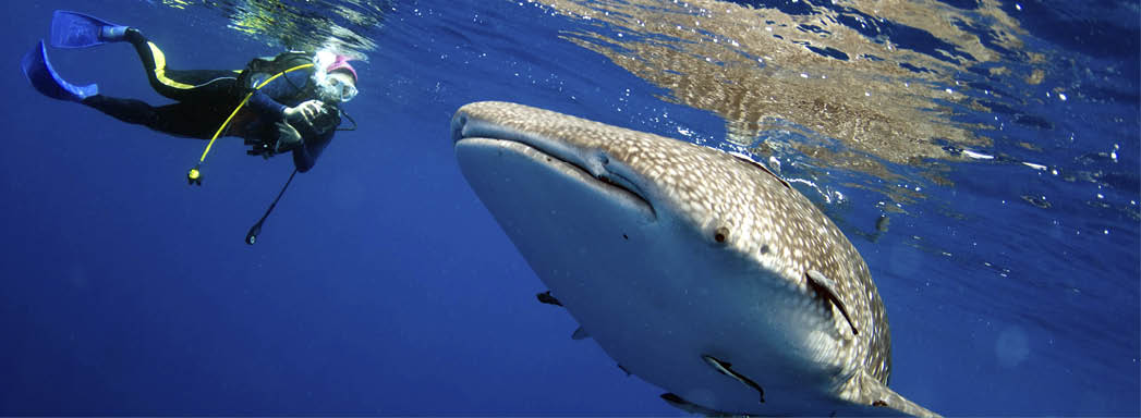 Surprised divers with whale sharks 