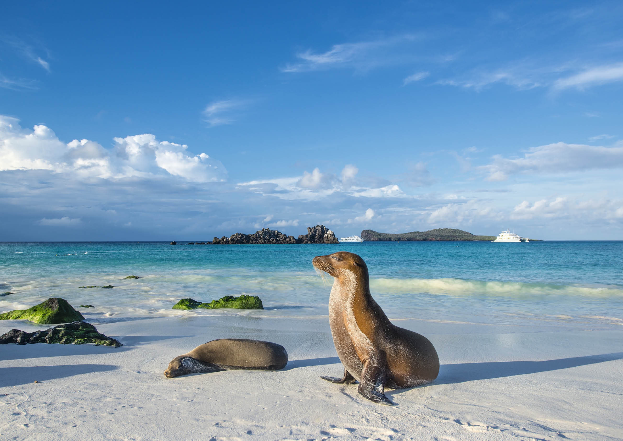 Galapagos sea lions (Zalophus wollebaeki) are sunbathing in the last sunlight at the beach of Espanola island, Galapagos Islands in the Pacific Ocean  This species of sea lion is endemic at the Galapagos islands; In the background one of the typical tourist yachts is visible  Wildlife shot 
